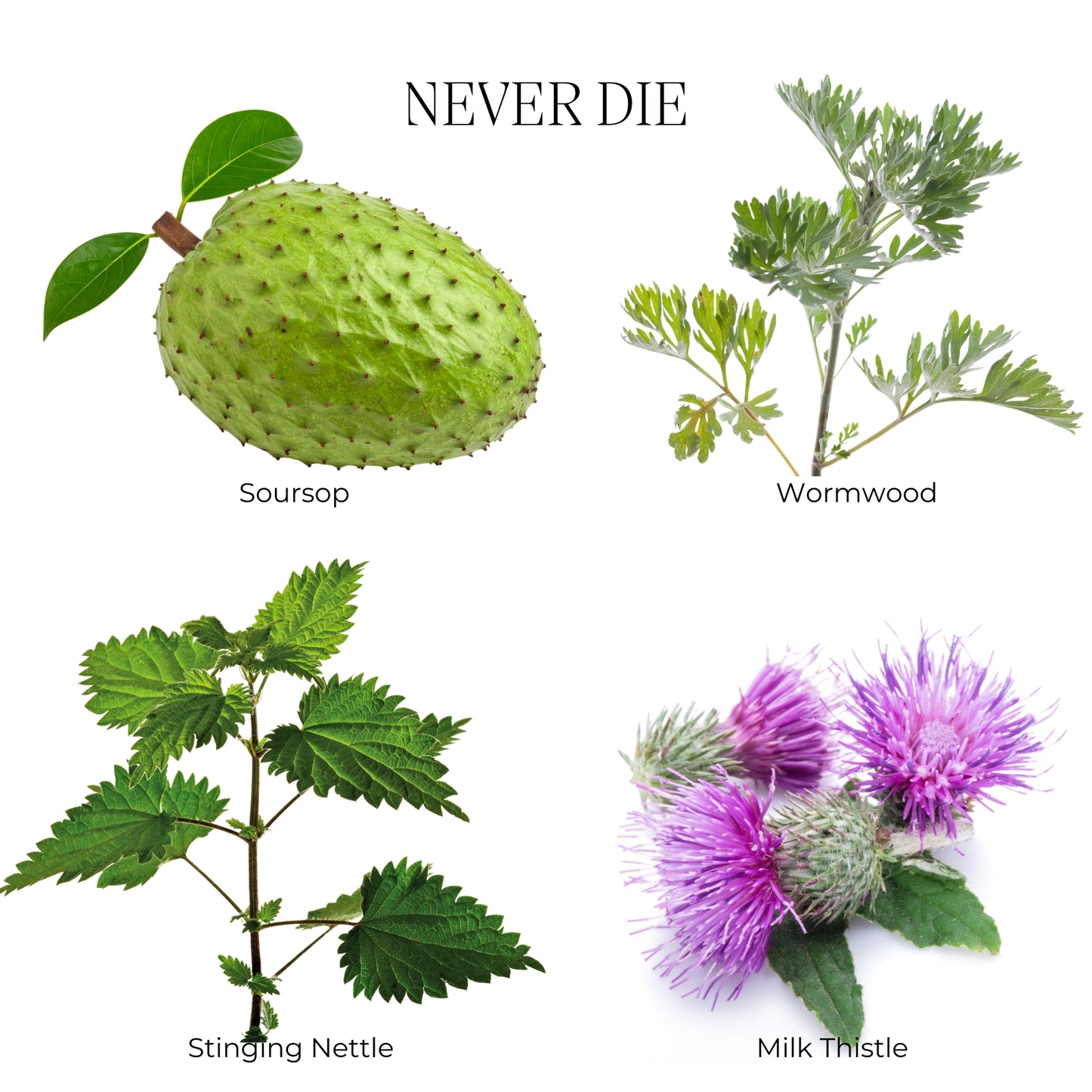 NeverDie - Cancer, Parasites, Liver Defense